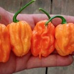 Острый перец 7 Pot BFE Orange