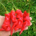 Острый перец Sugar Rush red giant