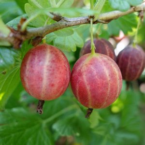 Крыжовник Розовый