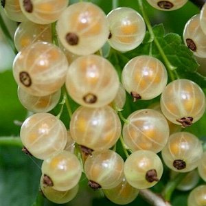 Смородина белая Уральская белая, саженец