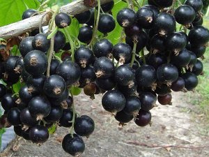 Смородина черная Дачница, саженец