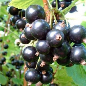 Смородина черная Экзотика, саженец