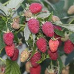 Малина ремонтантная Малинова гряда, саженец