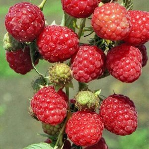 Малина лето Зоренька алтая, саженец