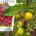 Семена AgroElita— Лучшее от мировых производителей