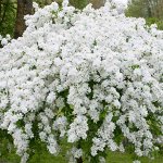 Экзохорда крупноцветная Зе Брайд