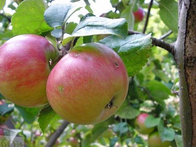 Саженцы весна 2023: Ягодные и плодовые 🍇 — Яблони