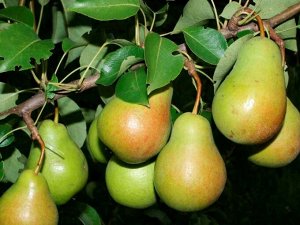 Груша чижовская 2х литровый контейнер