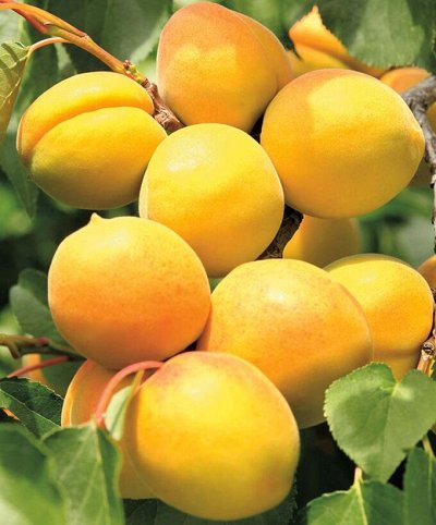 Саженцы весна 2023: Ягодные и плодовые 🍇 — Абрикосы, Алыча