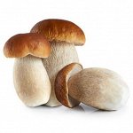 Грибы Мицелий