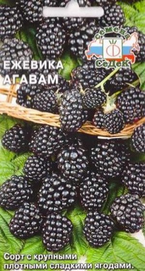 Ягода Ежевика Агавам (Код: 82056)