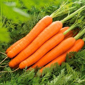 Морковь Лагуна F1, Nunhems (1 грамм)