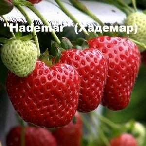 Hademar Клубника "Hademar " (Хадемар) Новинка
Один из лучших в нашей коллекции сорт! Он предназначен для выращивания в открытом грунте. Высокая устойчивость к болезням и поражениям вредителями, крупны