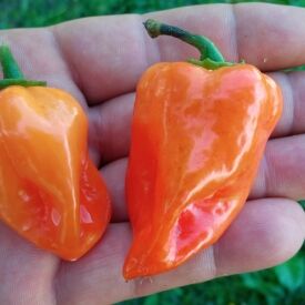 Острый перец Habanero Mexican orange