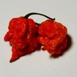 Острый перец Orange tyger chilli