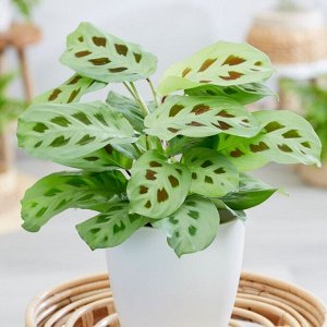 Green Rock Маранта Кершовиана