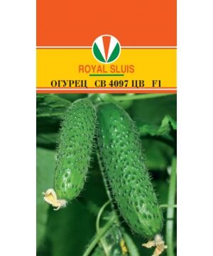 Огурец 8 шт в упаковке
Ранний корнишон 36-40 дней, в узле формирует 2-3 плода, 11-13 см
Высокопродуктивный партенокарпический гибрид корнишонного типа. Сбор первого урожая возможен через 36-40 дней по