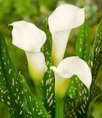 Калла белая (шт)
