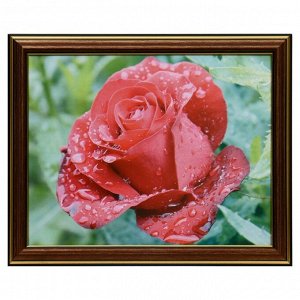 Картина "Роза" 20х25 (22х27) см