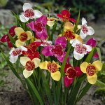 Орхидейная Тигридия павлинья микс (3 шт)