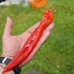 Острый перец Italian Long hot