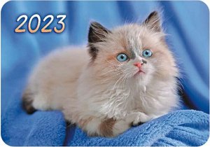 Карманный календарь на 2023 год "Кошка"