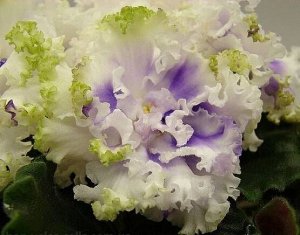 Фиалка Белые полумахровые цветы с голубыми тенями по лепесткам и сильно гофрированной зелёной каймой, местами с голубизной.