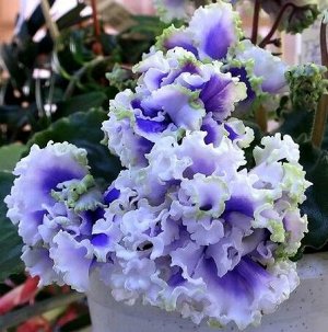 Фиалка Очень крупные насыщенно голубые с лёгким сиреневым оттенком, широким белым кантом и волнистой бело-зелёной каймой, красивые полумахровые и махровые цветы. Пышное цветение.