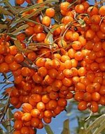 Облепиха Елизавета 1 шт
