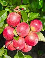 Яблоня колонновидная Васюган 1 шт