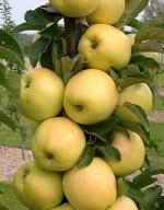 Яблоня колонновидная Медок 1 шт