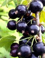 Смородина черная Гуливер 1 шт