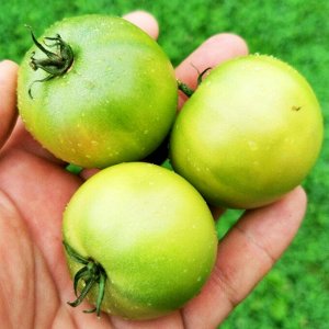 Помидоры Зелёный Карлик Келли — Dwarf Kelly Green Tomato