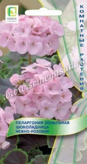 Пеларгония Шоколадница Нежно-розовая (Код: 88114)