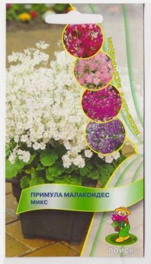 Примула малакоидес Микс (Код: 13516)