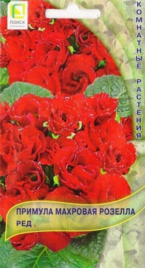 Примула Розелла Ред (Код: 85736)