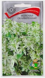 Молочай Окаймленный (Код: 7928)