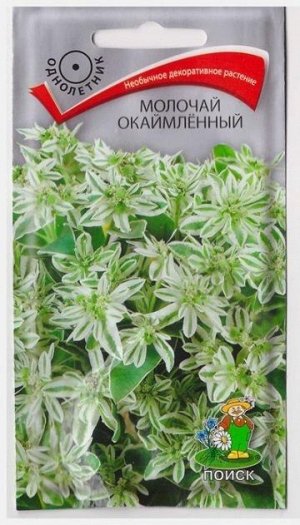 Молочай Окаймленный (Код: 7928)