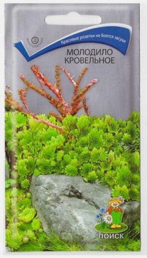 Молодило Кровельное (Код: 15187)