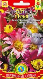 Прострел Перья яркая смесь (Код: 83073)