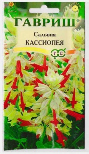 Сальвия Кассиопея карлик (Код: 68667)