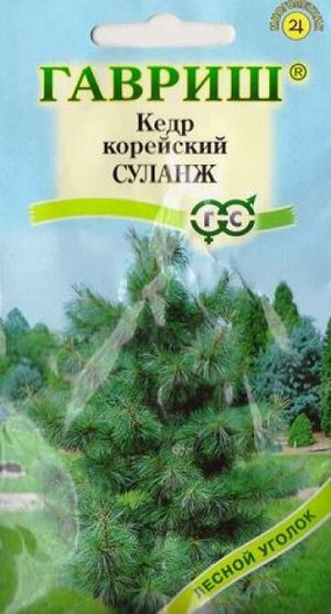 Кедр Корейский Суланж (Код: 9781)