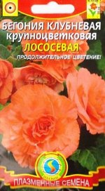 Бегония Лососевая (Код: 87714)