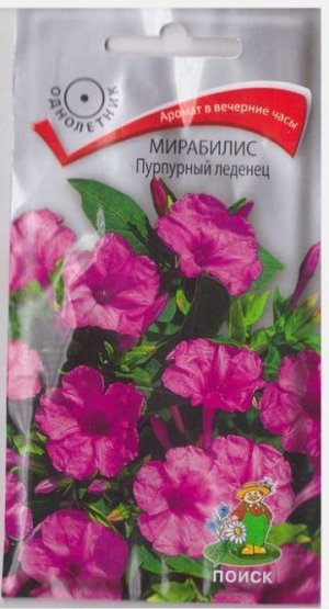 Мирабилис Пурпурный Леденец (Код: 72326)