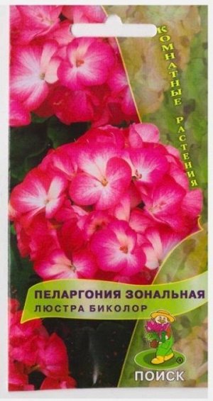 Пеларгония Люстра Биколор (Код: 15293)