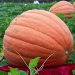 Семена Тыква крупноплодная &quot;Небывалый размах&quot;, 2 г