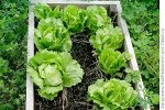 Семена Салат Айсберг кочанный, 0,5 г