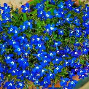 Семена цветов Лобелия "Сапфир" ампельная, О, 0,05 г