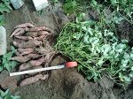 Батат Манчжурский, цена за 2 шт. Закрытая Корневая система.