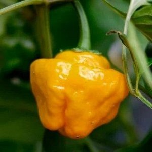 Острый перец Jamaican Yellow Hot pepper